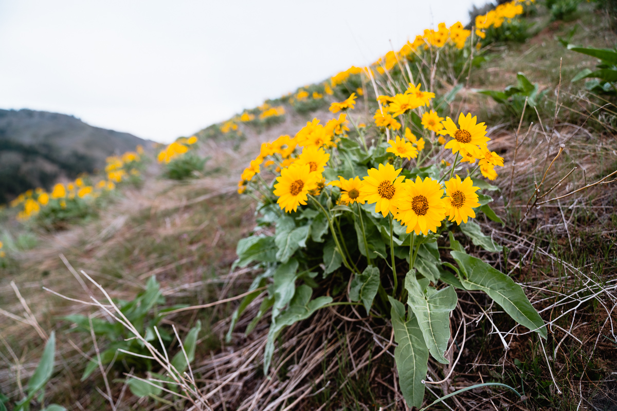Balsam Root Flowers Spring time in Idaho