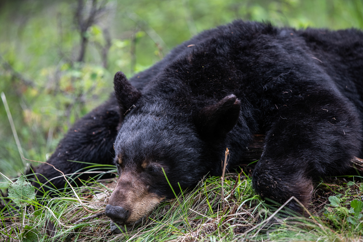 Spring Black Bear Taken in Washington